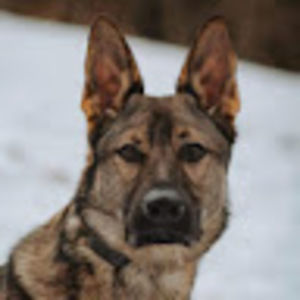 Meet your Posher, Casey p.